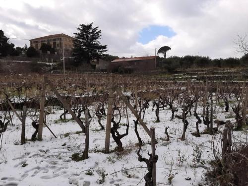 Vigna innevata (2)-distilleria-giovi-valdina-messina-distillati-etna-vodka-london-dry-gin-vigneti-vigna-rifugio