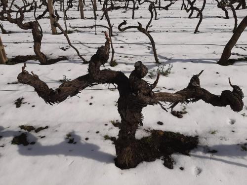 Vigna innevata (6)-distilleria-giovi-valdina-messina-distillati-etna-vodka-london-dry-gin-vigneti-vigna-rifugio